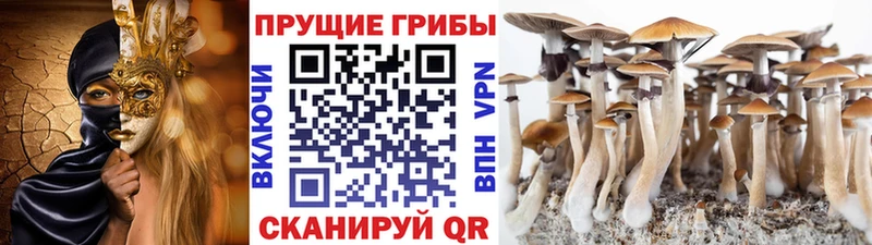 где купить наркоту  МЕГА вход  Псилоцибиновые грибы мухоморы  Вятские Поляны 